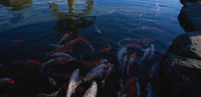 池水里游动的各色鲤鱼