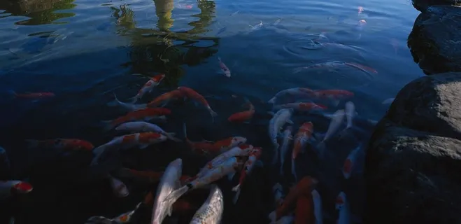 池水里游动的各色鲤鱼