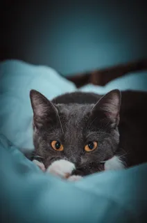 可爱英短蓝猫图片 可爱英短蓝猫图片