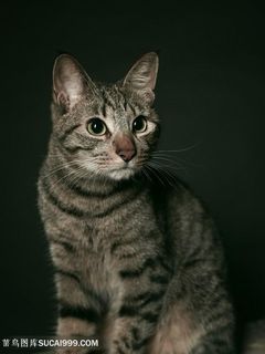 超高清狸花猫猫咪图片