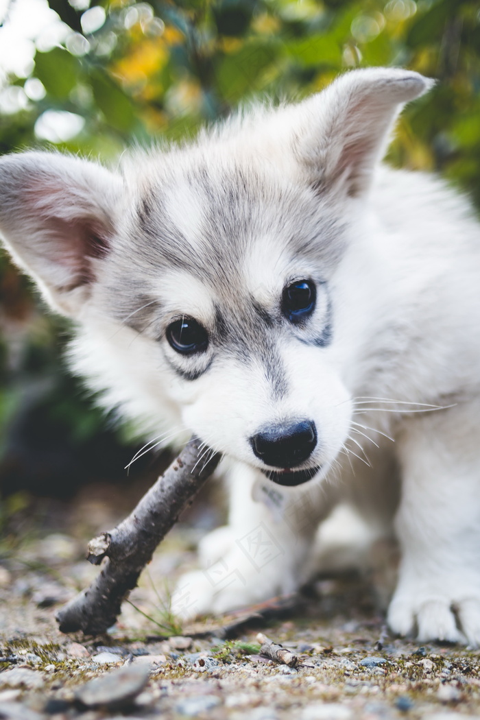 可爱哈士奇幼犬图片