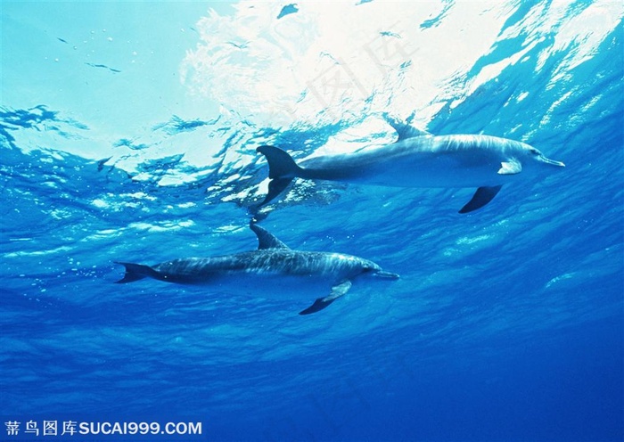 海洋生物-仰视两只游行的海豚透过海水看见蓝天白云