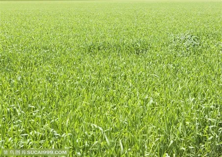 草地天空-一片绿油油的嫩草 草地天空-一片绿油油的嫩草