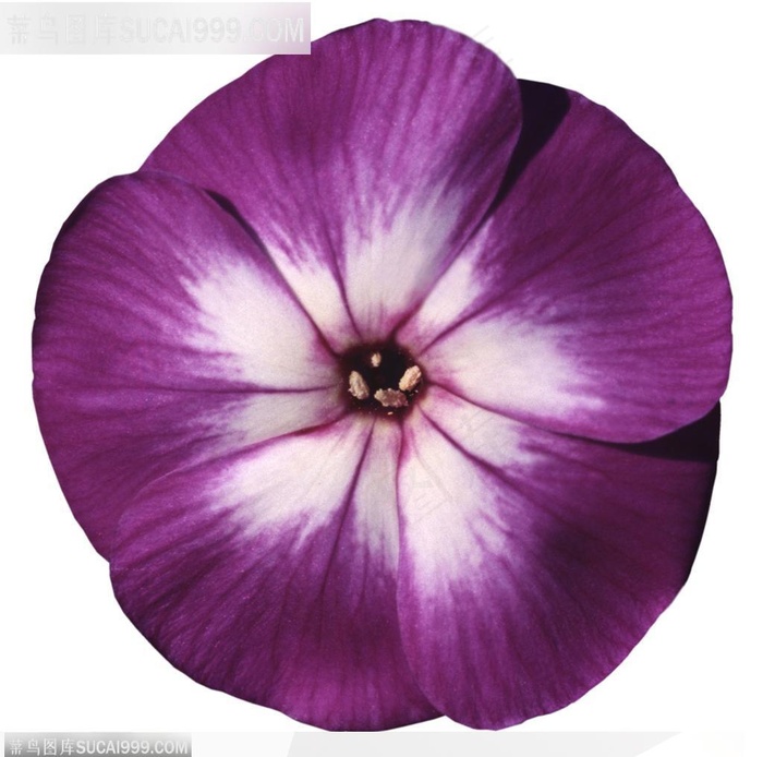 情人节花物语-漂亮的紫色牵牛花