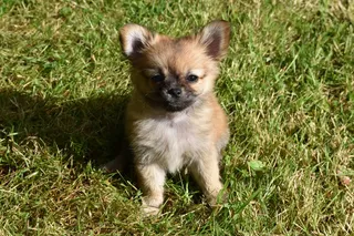 草地可爱小萌狗图片