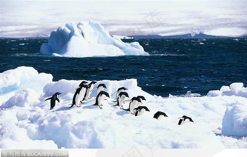 一群急急忙忙的企鹅