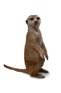 小动物免扣素材