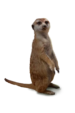 小动物免扣素材