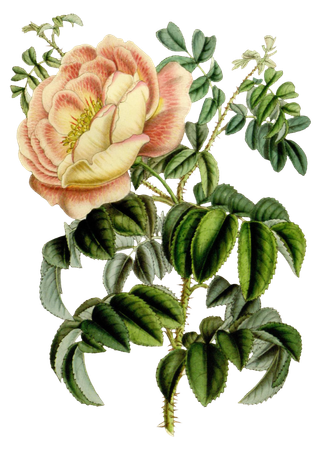 复古手绘植物花卉玫瑰花PNG免扣图案高清图片PS设计素材图