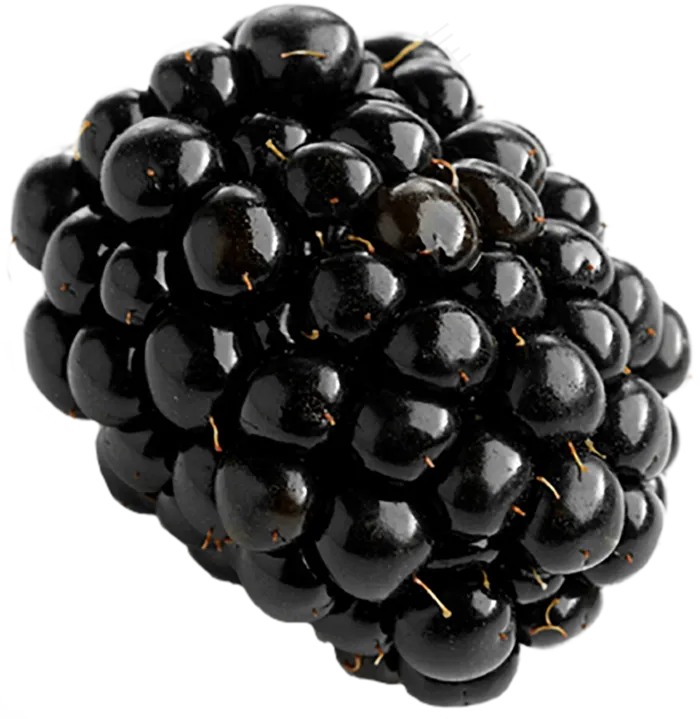 黑莓免抠素材 (27)