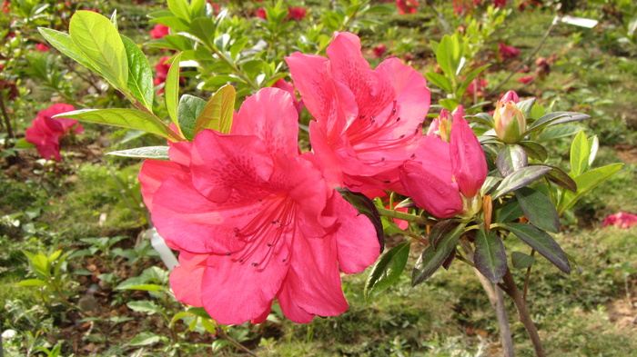 杜鹃花图片下载