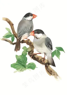 树枝上的两只小鸟彩绘素材手绘插画 树枝上的两只小鸟彩绘素材手绘插画