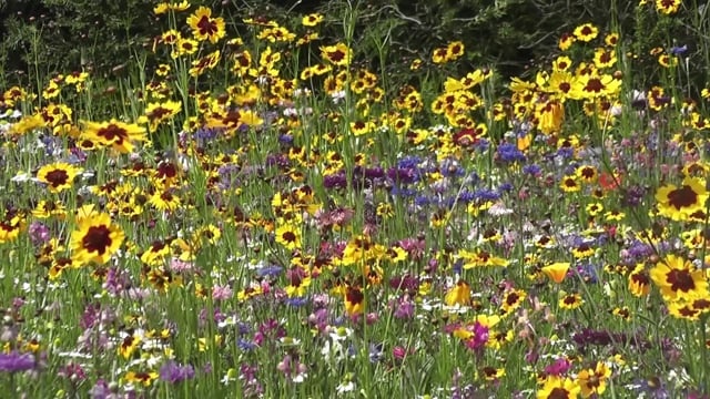 花朵, 美丽的, 宁静, 自然, 开花, 荒野, 花园