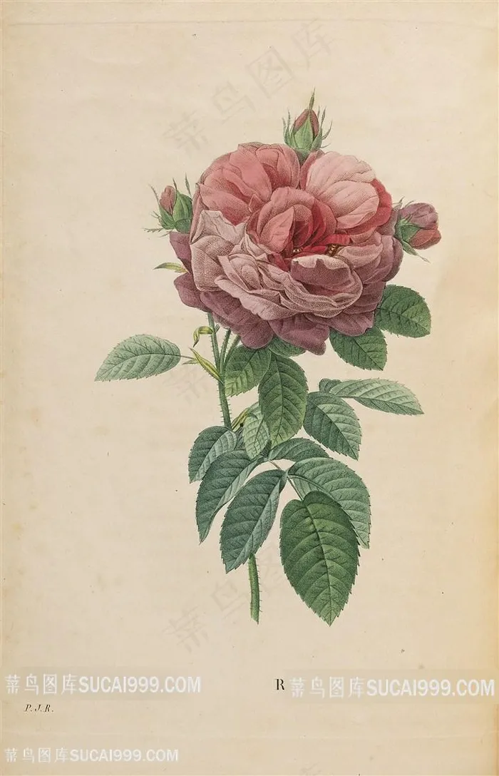 高清手绘花束复古花卉插画