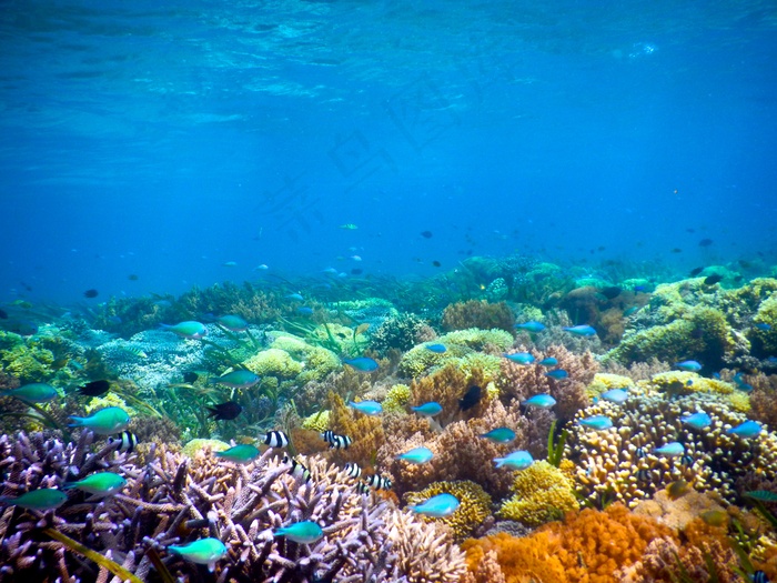 海洋海底珊瑚海水鱼