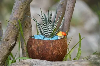 肉肉植物小盆栽图片