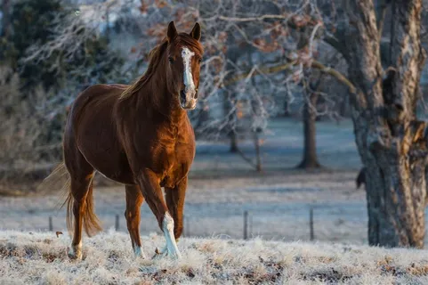 树林里高清骏马图片