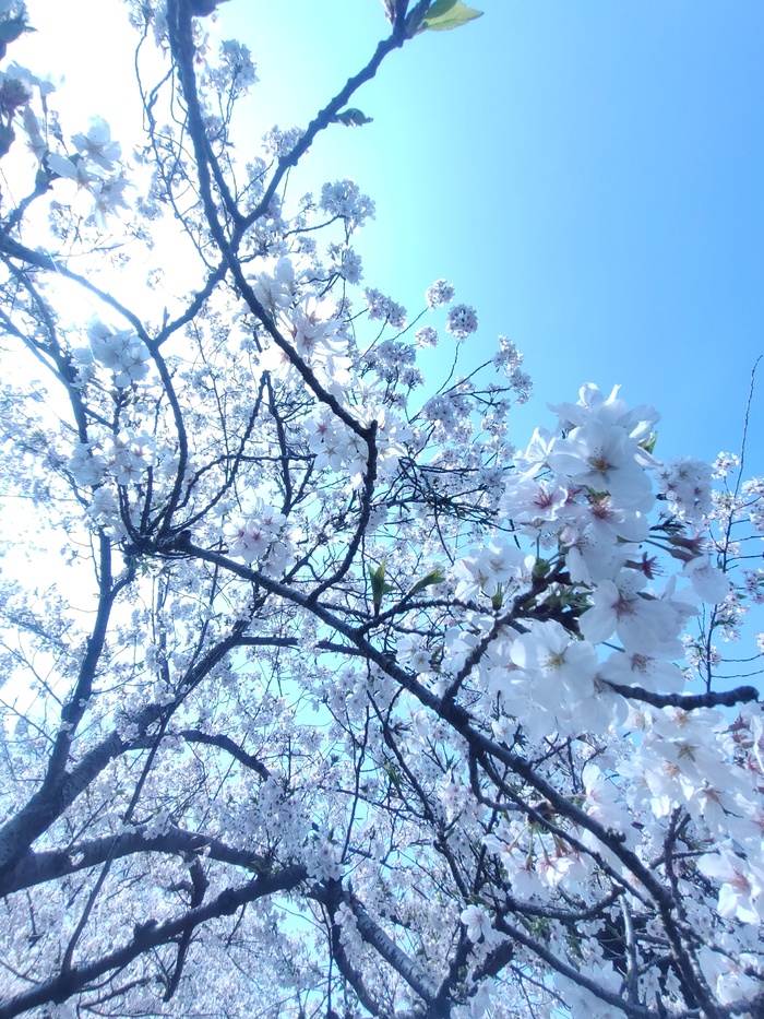 “樱花节” 