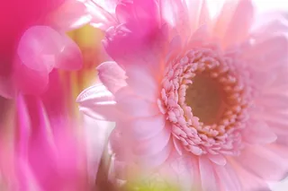 唯美粉色菊花鲜花图片