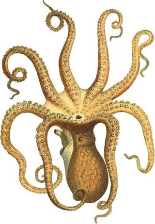 章鱼 PNG免抠