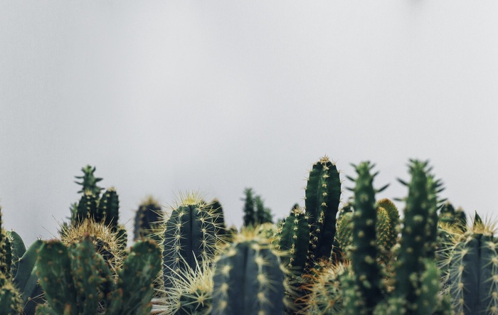 植物, 仙人掌, 植物学, 生长, 沙漠  