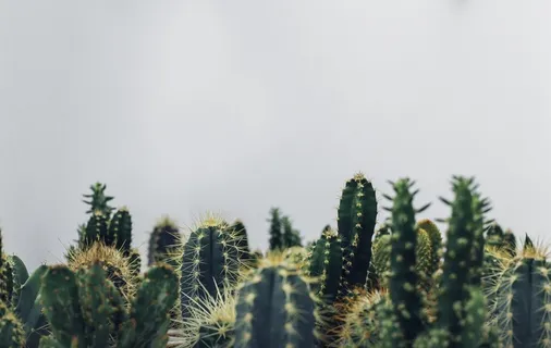 植物, 仙人掌, 植物学, 生长, 沙漠   植物, 仙人掌, 植物学, 生长, 沙漠
