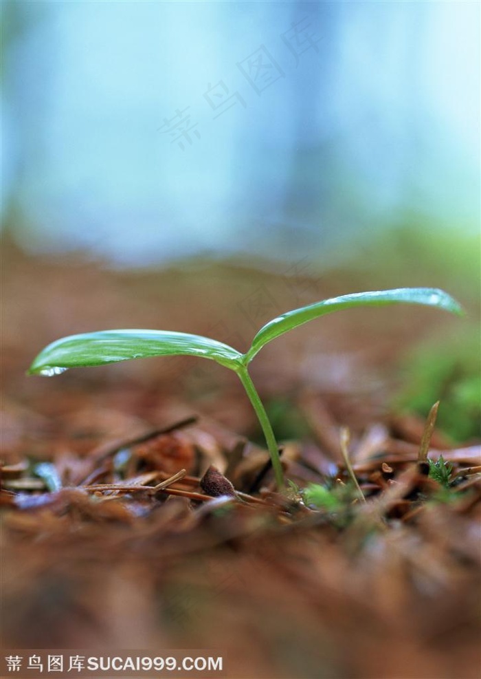 树林里嫩苗挂着露水