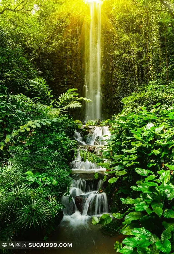 树丛中的幽静小瀑布风景图片