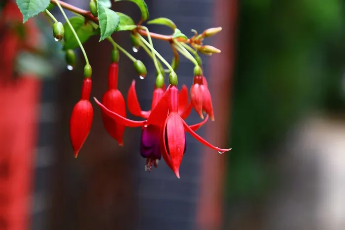 吊钟花背景图 吊钟花背景图