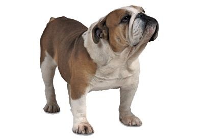 斗牛犬 PNG免抠(400x275)