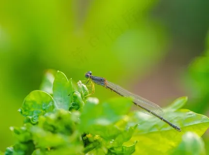吃菜叶的豆娘 吃菜叶的豆娘