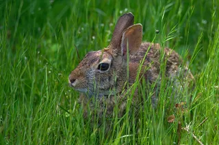 白色可爱兔子摄影素材