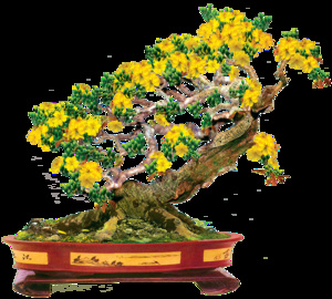 桃花盆装饰新年背景