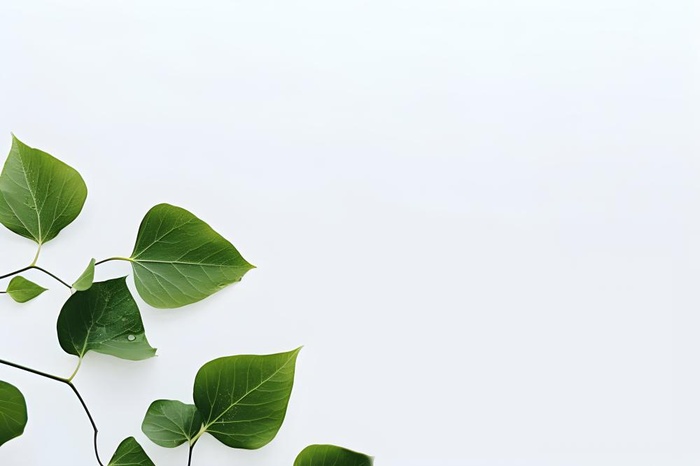 白底绿叶简约清新背景