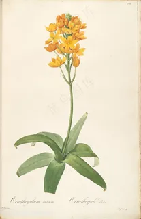 雷杜德原版高清花草唯美小黄花图谱素材 雷杜德原版高清花草唯美小黄花图谱素材