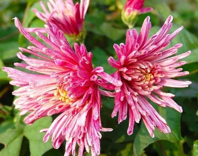 2朵粉色的菊花 2朵粉色的菊花