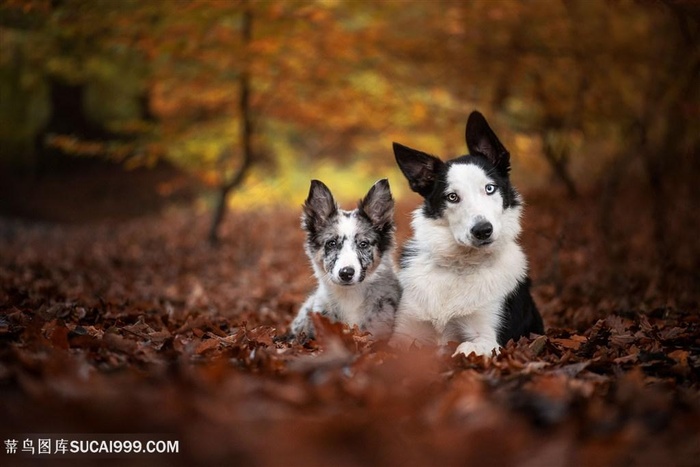 高清树林里可爱牧牛犬狗狗图片素材