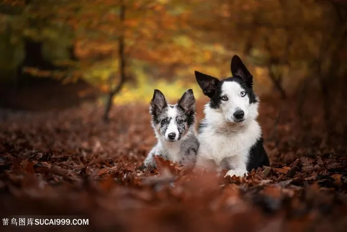 高清树林里可爱牧牛犬狗狗图片素材