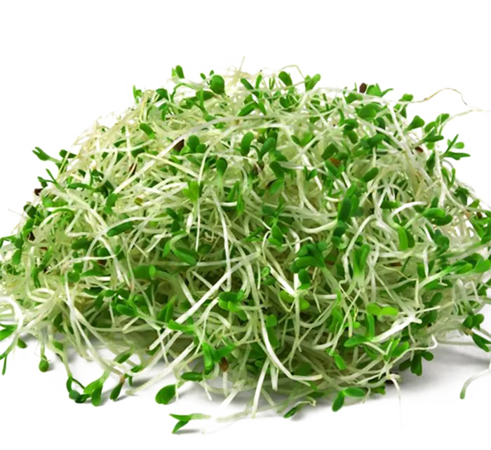 现代农业绿豆芽