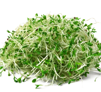 现代农业绿豆芽