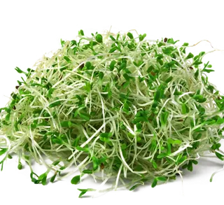 现代农业绿豆芽