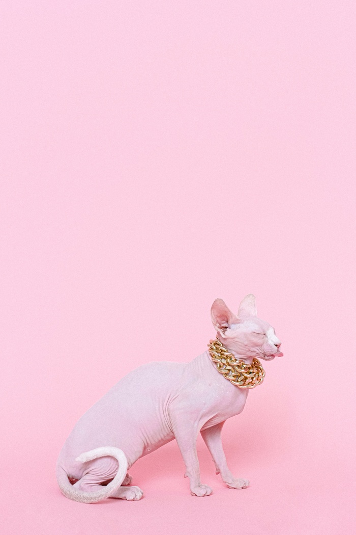 可爱猫咪猫猫摄影素材