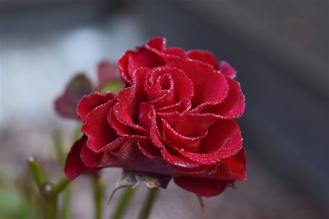 鲜艳的红玫瑰摄影 鲜艳的红玫瑰摄影