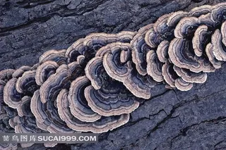 唯美灵芝素材图片