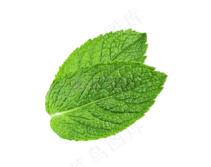 PNG 薄荷叶 植物 叶子 