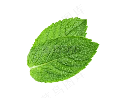 PNG 薄荷叶 植物 叶子 