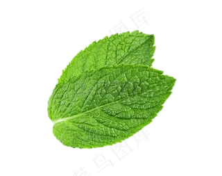 PNG 薄荷叶 植物 叶子 