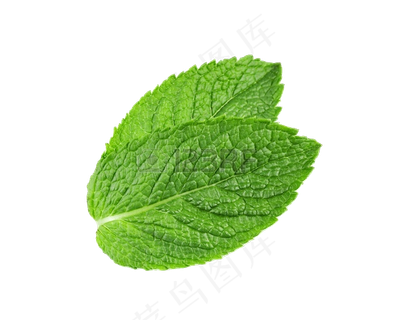 PNG 薄荷叶 植物 叶子  PNG 薄荷叶 植物 叶子