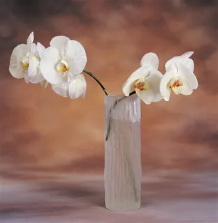 唯美瓶中的鲜花素材图片 唯美瓶中的鲜花素材图片