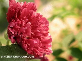 紫红色的牡丹花摄影图片